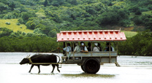 由布島へ渡る水牛車